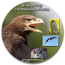 bird of prey reference photos