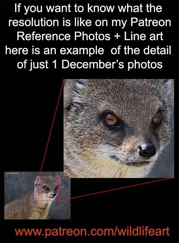 wildlife reference photos